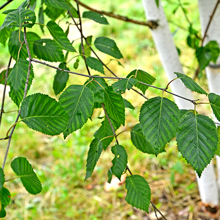 Bhojpatra Plant