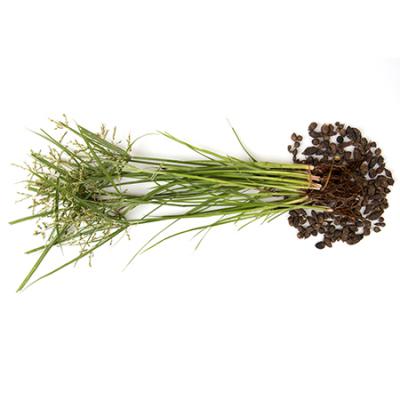 Cyperus Rotundus / Nut Grass: Nagarmotha Benefits & Uses | Dabur | Dabur